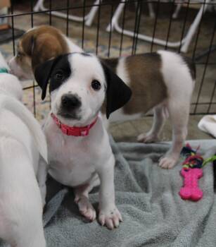 Cloud -  Mixed Breed Dog for Adoption in Plain City, Ohio - Cloud | PetCurious