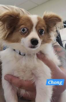 Chong -  Chihuahua Dog for Adoption in Saint Clairsville, Ohio - Chong | PetCurious