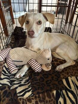 Golden Jet -  Chihuahua Dog for Adoption in Bloomington, Illinois - Golden Jet | PetCurious
