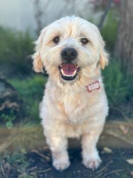 Maltese Dogs Available for Adoption - Shish-Kebab | PetCurious
