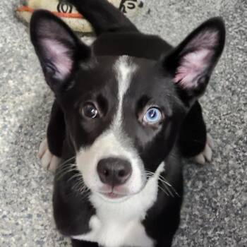 Frostie -  Australian Shepherd and Husky Dog for Adoption - Frostie | PetCurious