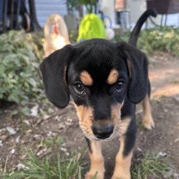 Libby -  Beagle Dog for Adoption in Yorktown, Indiana - Libby | PetCurious