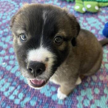American Staffordshire Terrier Dogs Available for Adoption in Walnut Creek, California - Star Magnolia | PetCurious