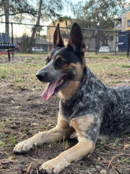 Australian Cattle Dog Blue Heeler Dogs Available for Adoption - Ace | PetCurious