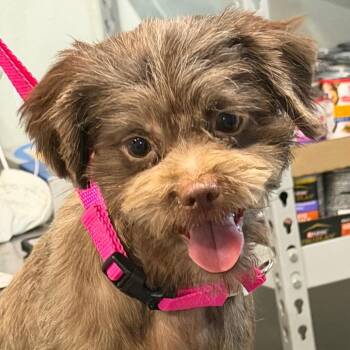 McDouble -  Mixed Breed Dog for Adoption in West Chester, Pennsylvania - McDouble | PetCurious
