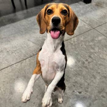 Sherlock -  Beagle and Mixed Breed Dog for Adoption in Chicago, Illinois - Sherlock | PetCurious