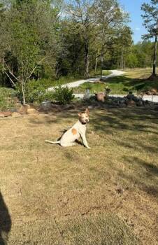 Judy -  Pit Bull Terrier Dog for Adoption in Little Rock, Arkansas - Judy | PetCurious