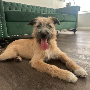 Nyla -  Sheepadoodle and Border Terrier Dog for Adoption in San Diego, California - Nyla | PetCurious