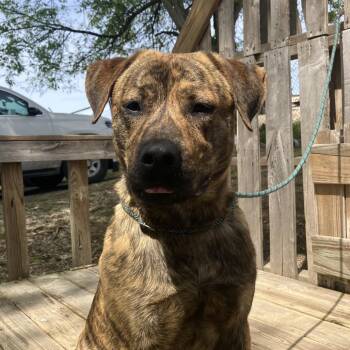 Baxter -  Mixed Breed Dog for Adoption in Pulaski, Tennessee - Baxter | PetCurious