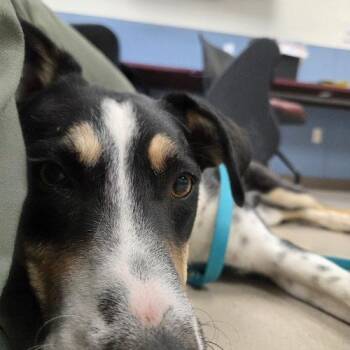 Judd -  Collie and Australian Shepherd Dog for Adoption in Grand Junction, Colorado - Judd | PetCurious