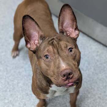 American Staffordshire Terrier Dogs Available for Adoption in Grand Rapids, Michigan - Marlo | PetCurious