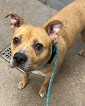 Kiana -  Pit Bull Terrier Dog for Adoption in Cleveland, Ohio - Kiana | PetCurious