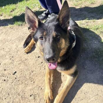 Laika -  German Shepherd Dog Dog for Adoption in Ottawa Hills, Ohio - Laika | PetCurious