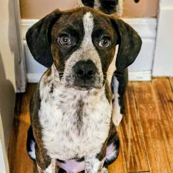Boston Terrier and Beagle Dogs Available for Adoption in Chicago, Illinois - Swiss | PetCurious