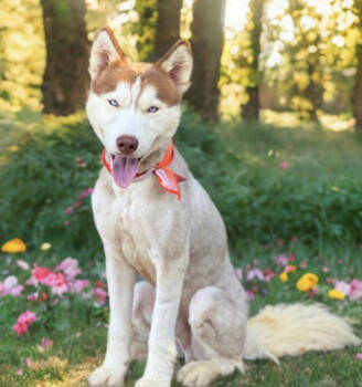 Rescue Siberian Husky Dogs for Adoption in Carrollton, Texas - Milo *Foster Needed* | PetCurious