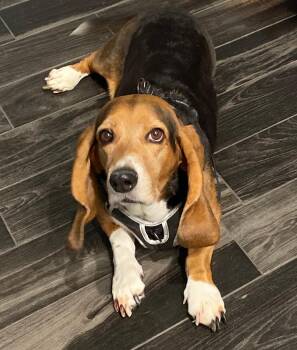Ellie Mae -  Basset Hound Dog for Adoption in Auburndale, Florida - Ellie Mae | PetCurious