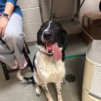 Tucker -  Border Collie and Retriever Dog for Adoption in Wilmington, Delaware - Tucker | PetCurious