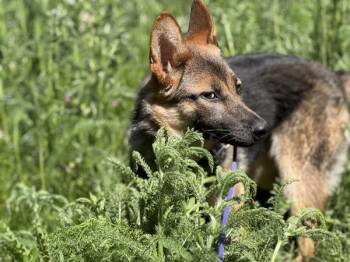 German Shepherd Dog Dogs Available for Adoption in Portland, Oregon - Honey Bunches | PetCurious