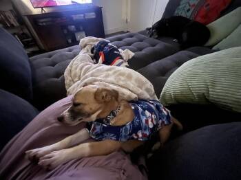 Jax -  Terrier and Chihuahua Dog for Adoption in Denver, Colorado - Jax | PetCurious