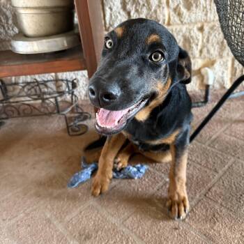 Terrier Dogs Available for Adoption in Harlingen, Texas - Hendrix | PetCurious