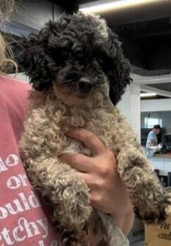 Henrietta -  Poodle Dog for Adoption in Thompson Falls, Montana - Henrietta | PetCurious