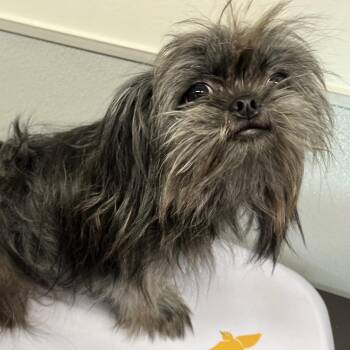Zukie -  Pomeranian and Shih Tzu Dog for Adoption in Tampa, Florida - Zukie | PetCurious