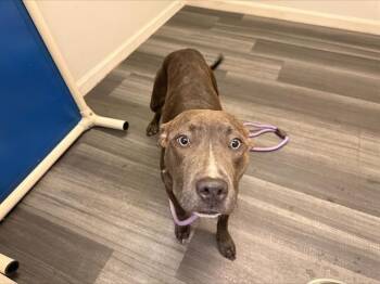 DOT -  Pit Bull Terrier Dog for Adoption in Charlotte, North Carolina - DOT | PetCurious
