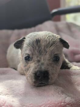 Rescue American Staffordshire Terrier Dogs for Adoption in Boise, Idaho - Wendy | PetCurious