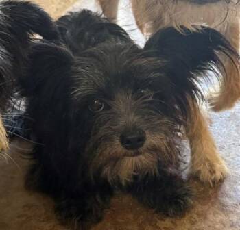 Sissy lala -  Yorkshire Terrier and Cairn Terrier Dog for Adoption in Thompson Falls, Montana - Sissy Lala | PetCurious