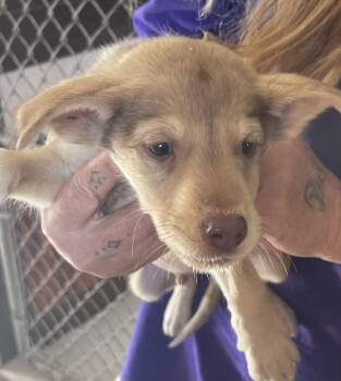 Shine -  Chocolate Labrador Retriever Dog for Adoption in Deming, New Mexico - Shine | PetCurious