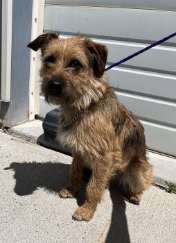 Terrier Dogs Available for Adoption in Elko, Nevada - 60960515 | PetCurious
