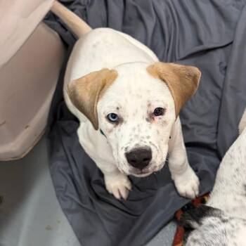 Bluejay -  Cattle Dog and Mixed Breed Dog for Adoption in Austin, Texas - Bluejay | PetCurious