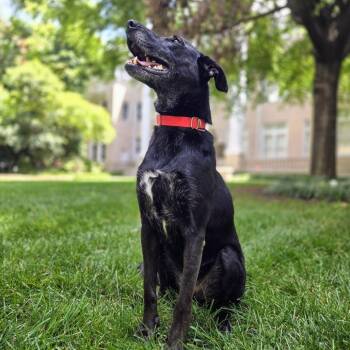 Black Labrador Retriever and Shepherd Dogs Available for Adoption in Shelby, North Carolina - Laney | PetCurious