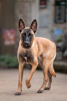 Elfie -  Belgian Shepherd Malinois Dog for Adoption in Chester Springs, Pennsylvania - Elfie | PetCurious