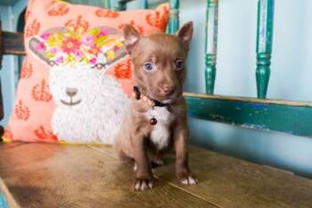 Basil -  Border Collie and Shepherd Dog for Adoption in San Antonio, Texas - Basil | PetCurious