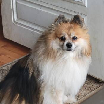 Pomeranian Dogs Available for Adoption in Overland Park, Kansas - Lily | PetCurious