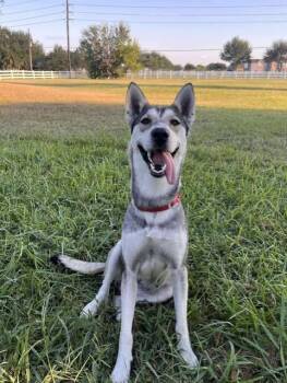 Rescue Shepherd Dogs for Adoption in Houston, Texas - Luna | PetCurious