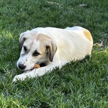 Mouse -  Great Pyrenees and Mixed Breed Dog for Adoption in Wichita, Kansas - Mouse | PetCurious
