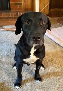 Rescue Labrador Retriever Dogs for Adoption in Brewton, Alabama - Eddie | PetCurious