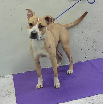 Staffordshire Bull Terrier and Mixed Breed Dogs Available for Adoption in Houston, Texas - MOONIE | PetCurious