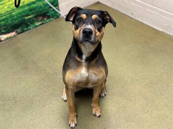 Rescue Rottweiler Dogs for Adoption in San Marcos, California - URGENT! SAVE ME PLEASE! Elizabeth -ID#A513117 | PetCurious