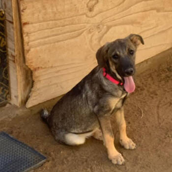 Rescue Mixed Breed Dogs for Adoption in Bend, Oregon - Gala | PetCurious