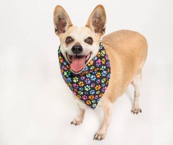 Rescue Chihuahua Dogs for Adoption in Phoenix, Arizona - Chico | PetCurious