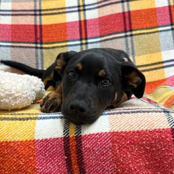 Jupiter -  Pit Bull Terrier Dog for Adoption in Goleta, California - Jupiter | PetCurious