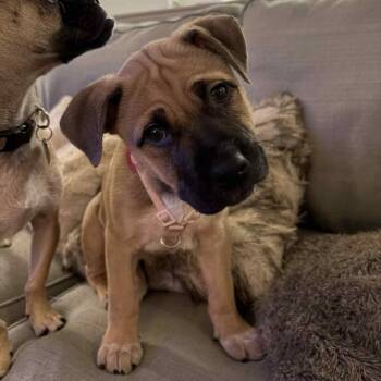 Shepherd Dogs Available for Adoption - Leilani | PetCurious