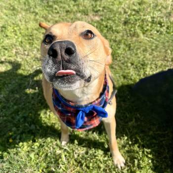 Rescue Labrador Retriever Dogs for Adoption in Angleton, Texas - Torreon | PetCurious