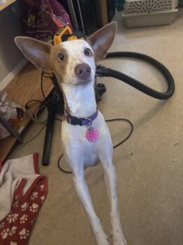 Mixed Breed Dogs Available for Adoption in Sterling, Massachusetts - Freckles - 1 Year AVAILABLE 5/27 | PetCurious
