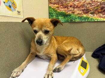 Chihuahua and Mixed Breed Dogs Available for Adoption in Moreno Valley, California - A550421 | PetCurious