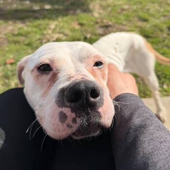 Mixed Breed Dogs Available for Adoption in Chicago, Illinois - Shay | PetCurious