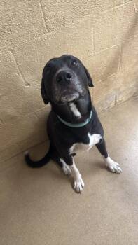 Tippy -  Labrador Retriever Dog for Adoption in Waverly, Tennessee - Tippy | PetCurious